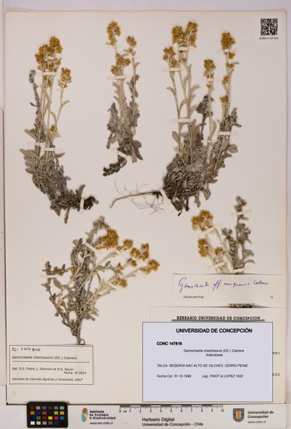 Gamochaeta chamissonis [Espécimen: UDEC:CONC:0147816]