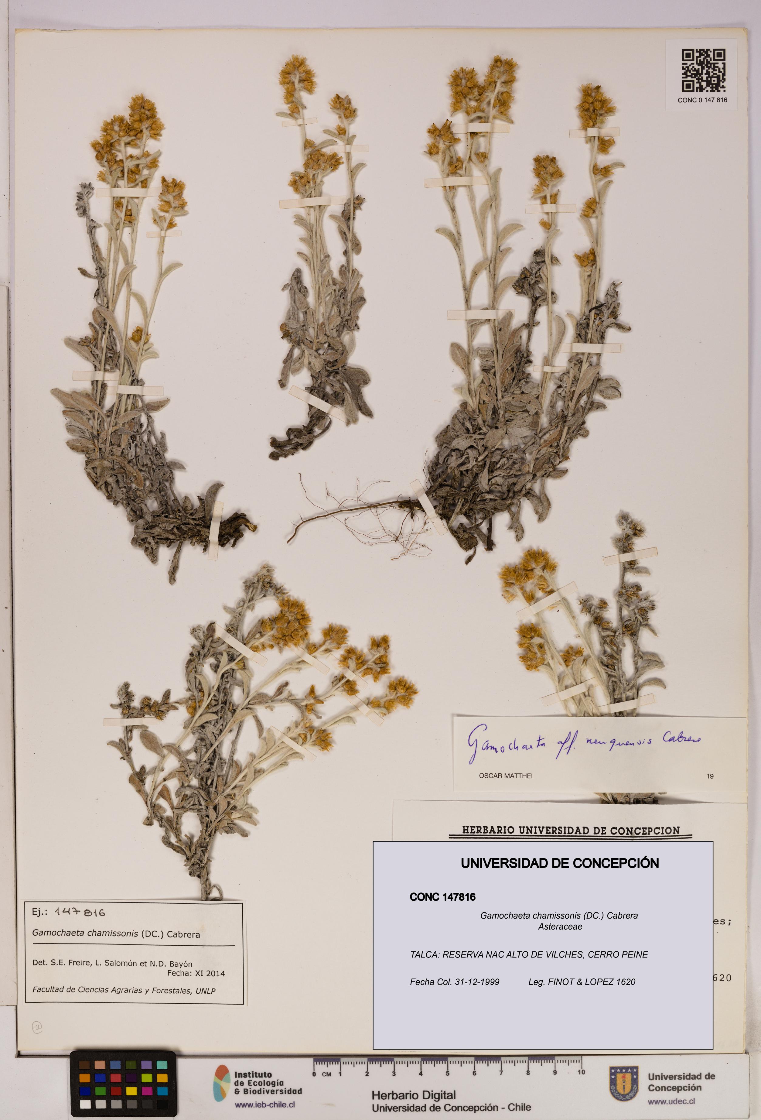 Gamochaeta chamissonis [Espécimen: UDEC:CONC:0147816]