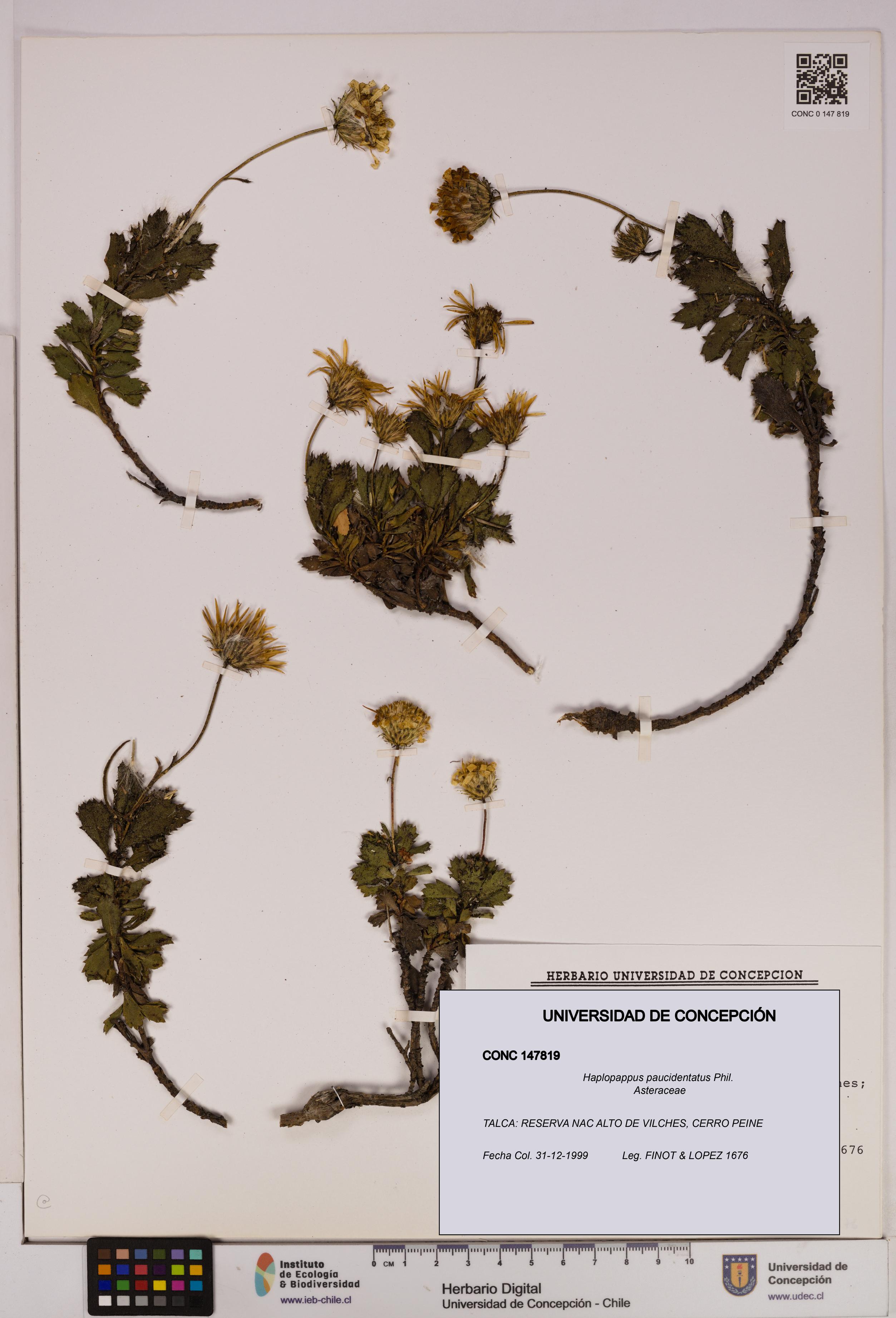 Haplopappus paucidentatus [Espécimen: UDEC:CONC:0147819]