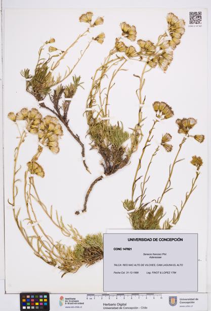 Senecio francisci [Espécimen: ]