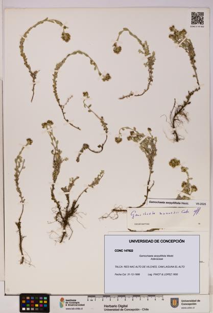 Gamochaeta serpyllifolia [Espécimen: UDEC:CONC:0147822]