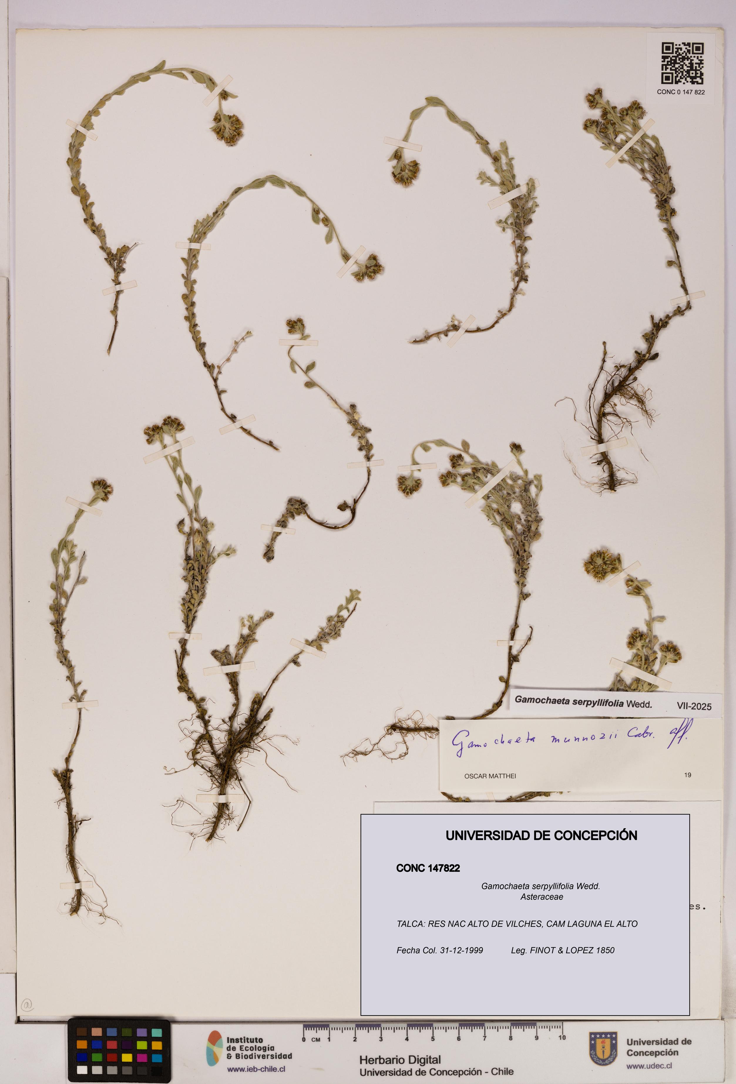 Gamochaeta serpyllifolia [Espécimen: UDEC:CONC:0147822]