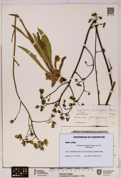 Hieracium glaucifolium [Espécimen: UDEC:CONC:0147826]