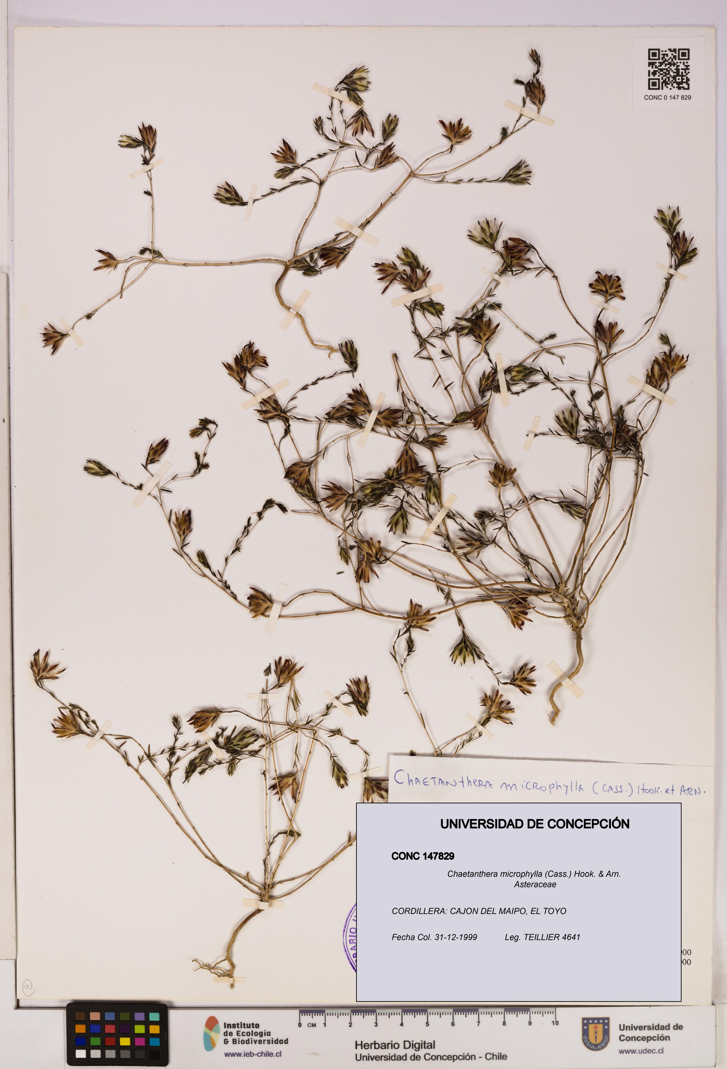 Chaetanthera microphylla [Espécimen: UDEC:CONC:0147829]