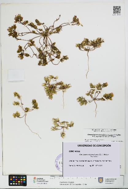 Chaetanthera euphrasioides [Espécimen: UDEC:CONC:0147832]