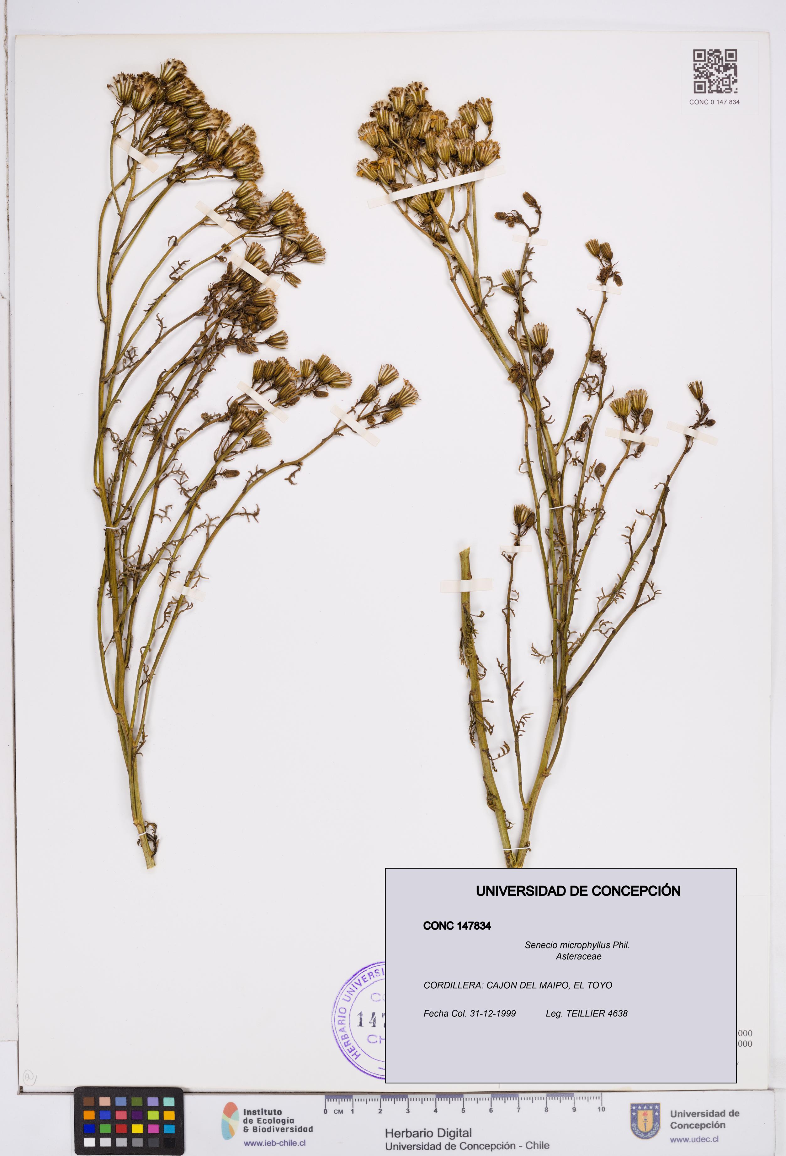 Senecio microphyllus [Espécimen: ]
