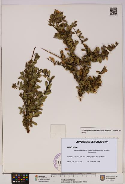 Ochetophila trinervis [Espécimen: UDEC:CONC:0147841]