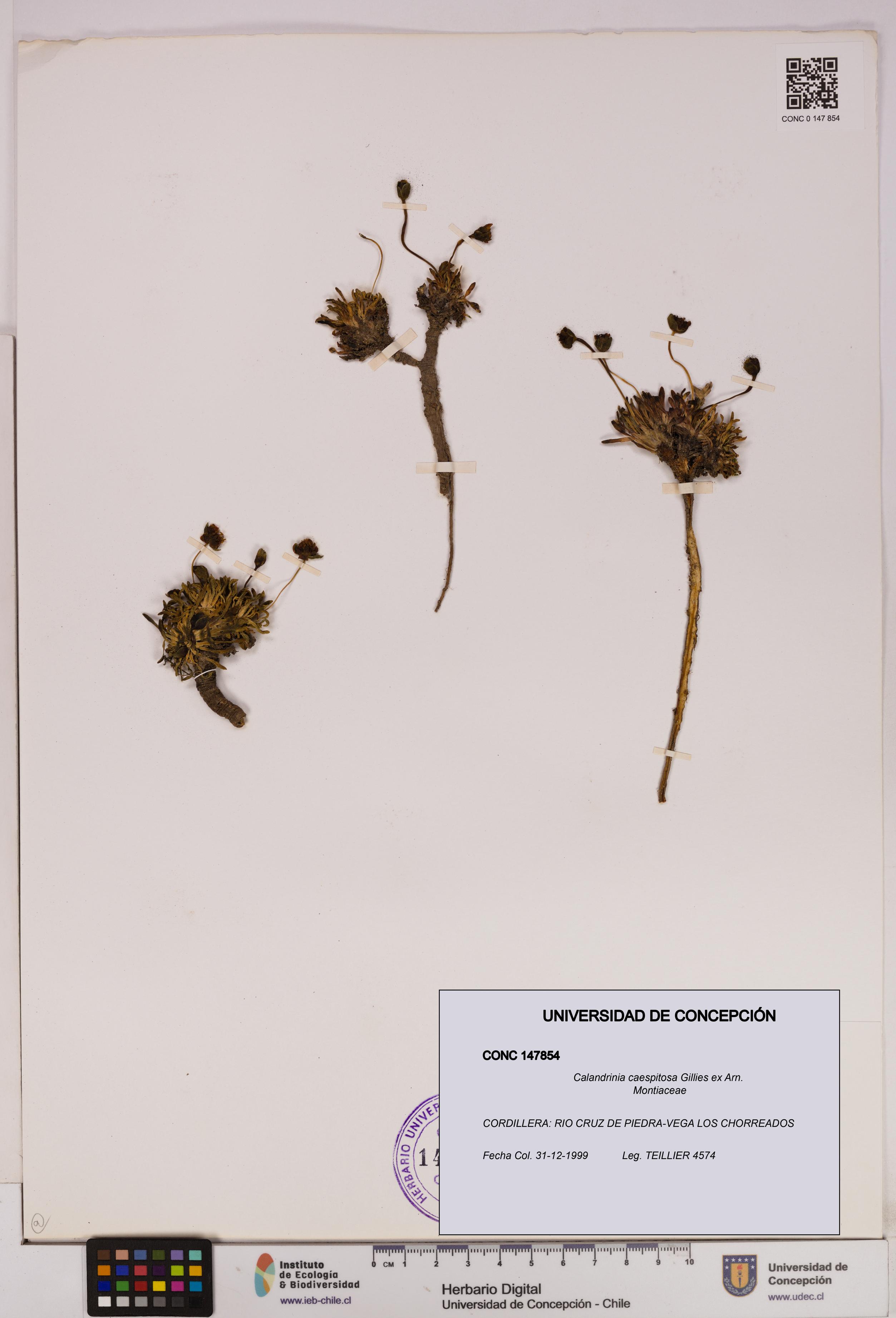 Calandrinia caespitosa [Espécimen: UDEC:CONC:0147854]