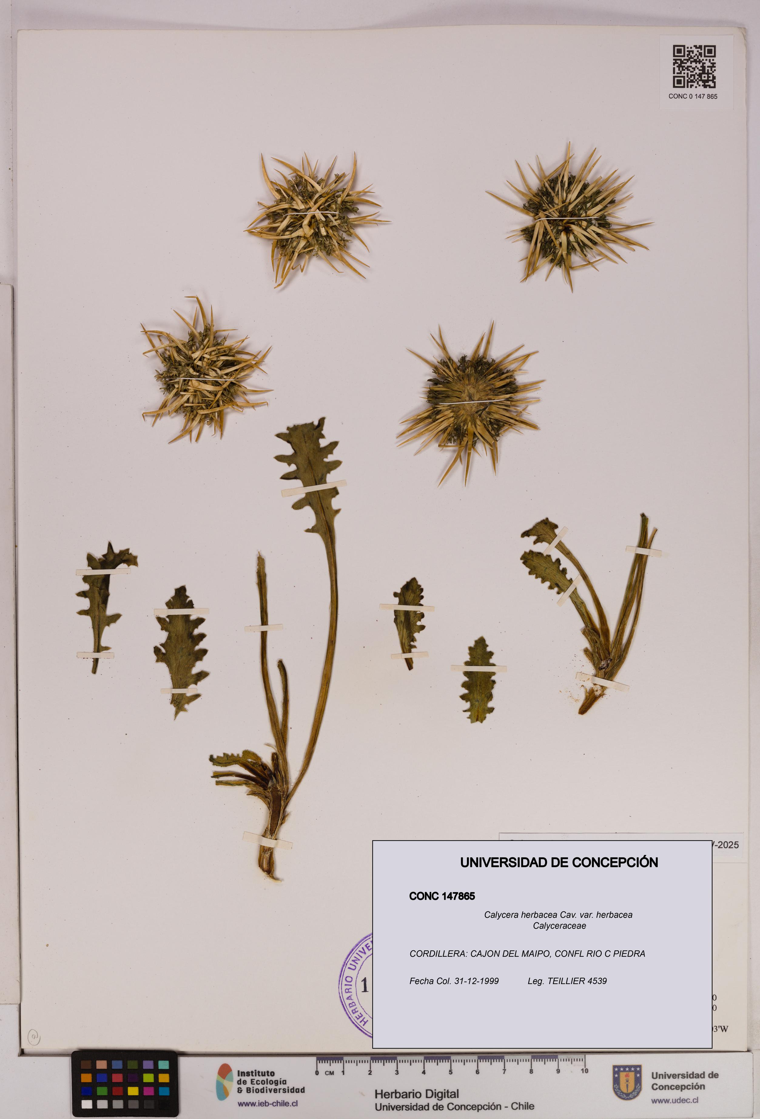 Calycera herbacea var. herbacea [Espécimen: UDEC:CONC:0147865]