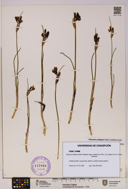 Olsynium philippii subsp. illapelinum [Espécimen: UDEC:CONC:0147868]