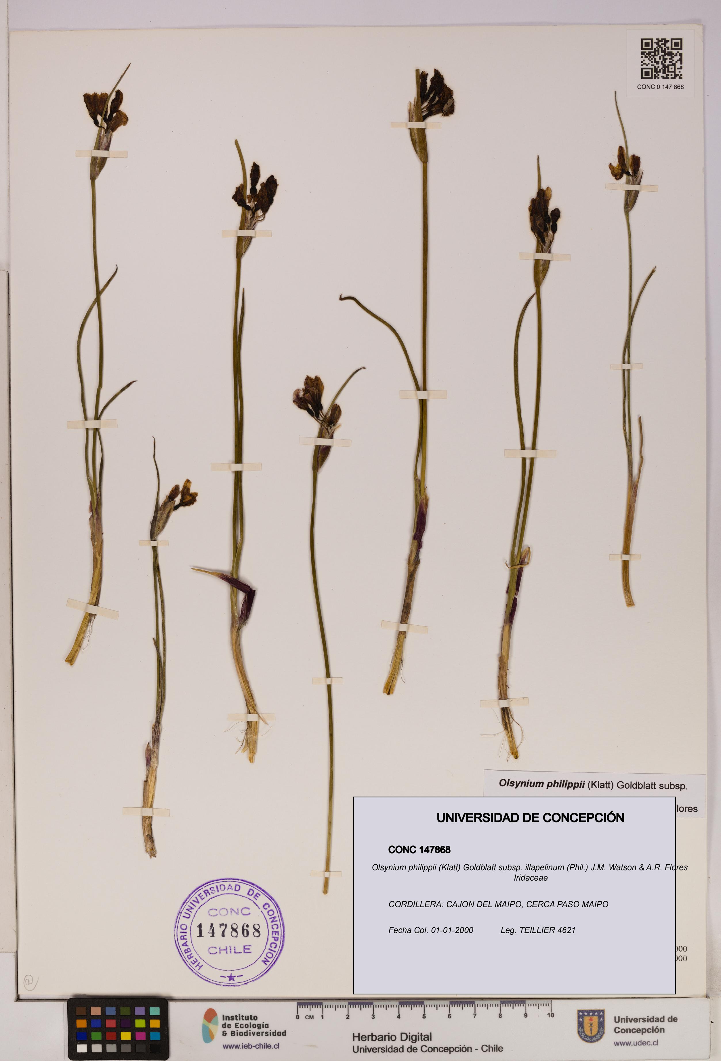 Olsynium philippii subsp. illapelinum [Espécimen: UDEC:CONC:0147868]