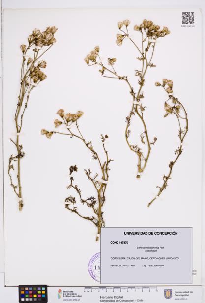 Senecio microphyllus [Espécimen: ]