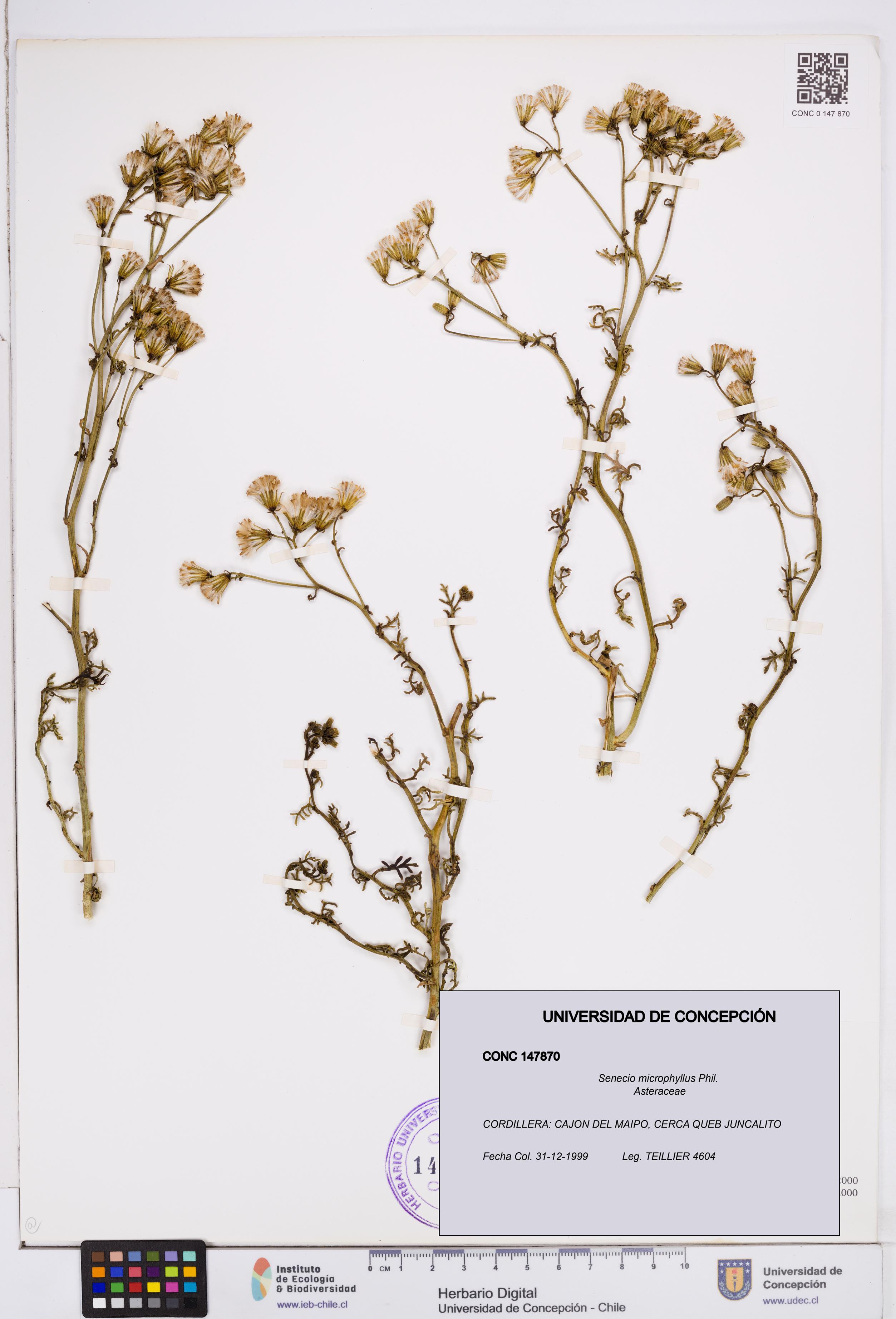 Senecio microphyllus [Espécimen: ]