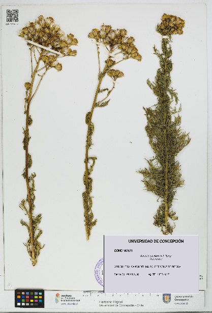 Senecio eruciformis [Espécimen: UDEC:CONC:0147871]
