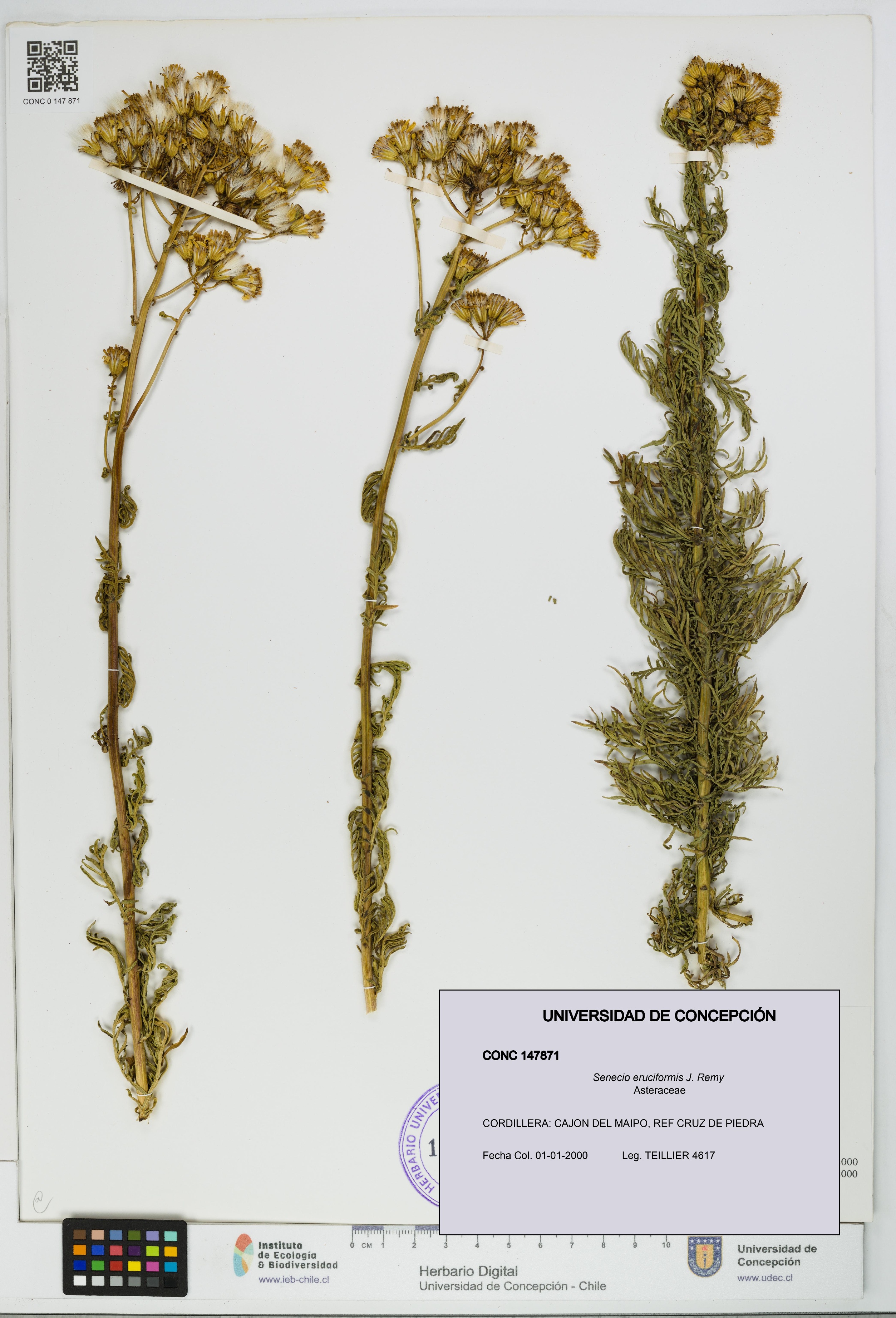 Senecio eruciformis [Espécimen: UDEC:CONC:0147871]
