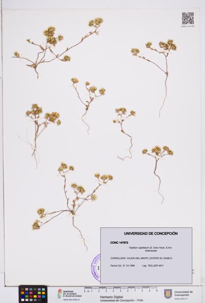 Triptilion capillatum [Espécimen: ]