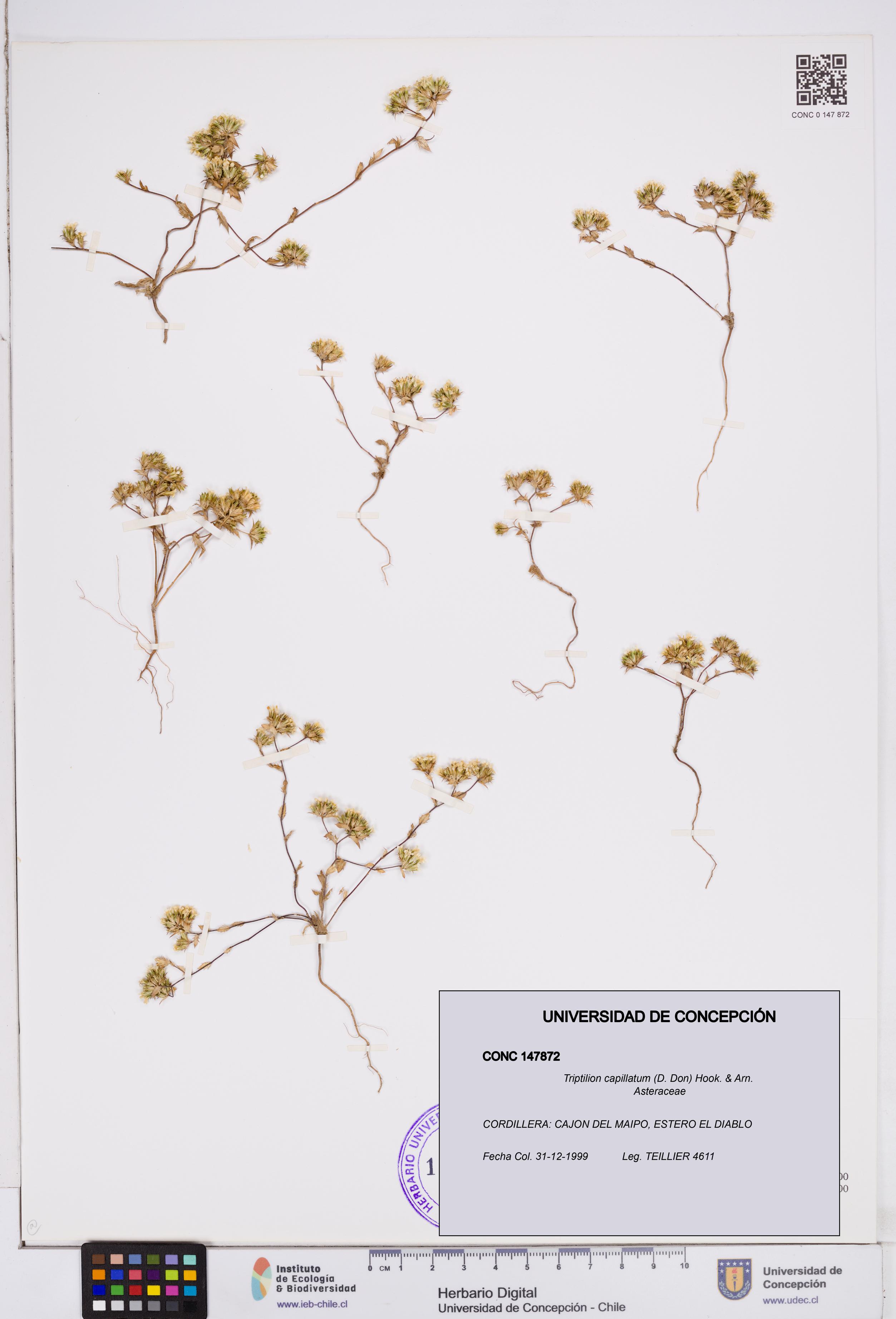 Triptilion capillatum [Espécimen: ]