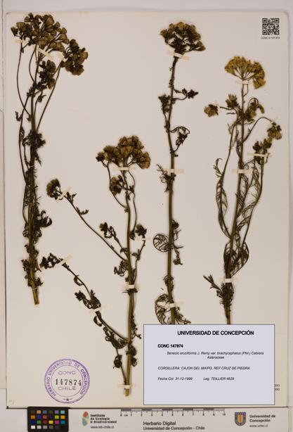 Senecio eruciformis var. brachycephalus [Espécimen: UDEC:CONC:0147874]
