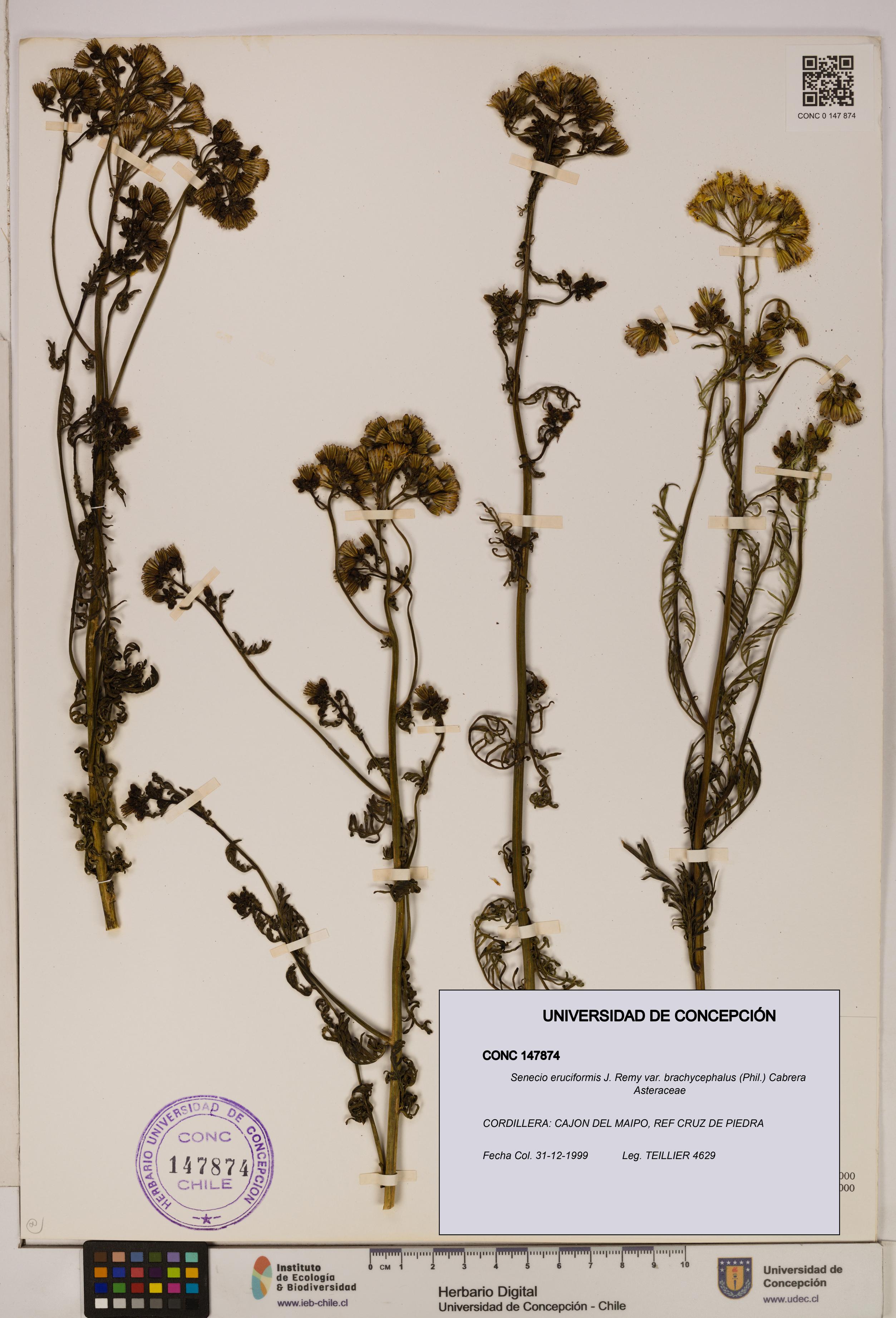Senecio eruciformis var. brachycephalus [Espécimen: UDEC:CONC:0147874]