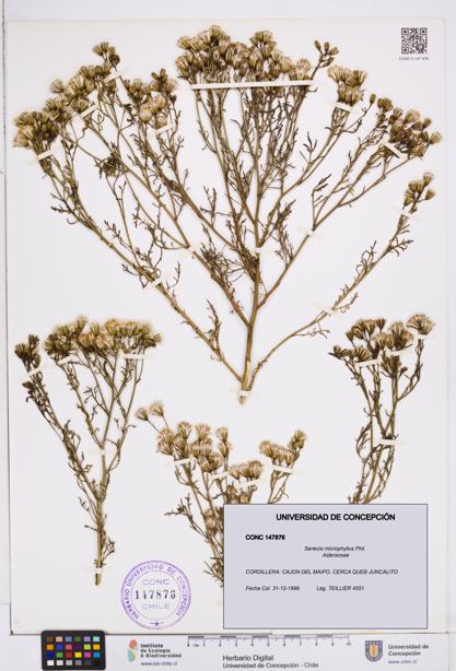 Senecio microphyllus [Espécimen: ]