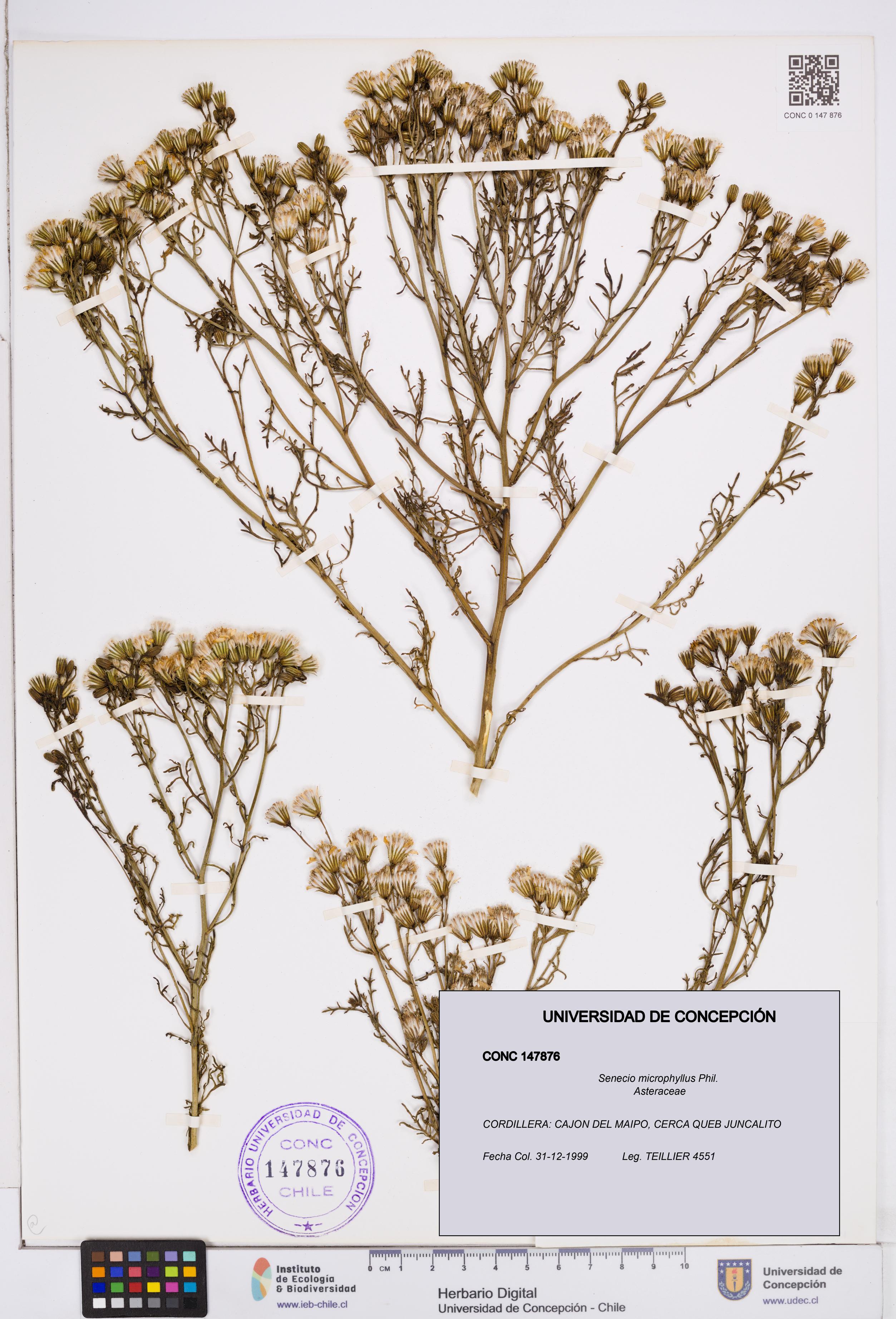 Senecio microphyllus [Espécimen: ]
