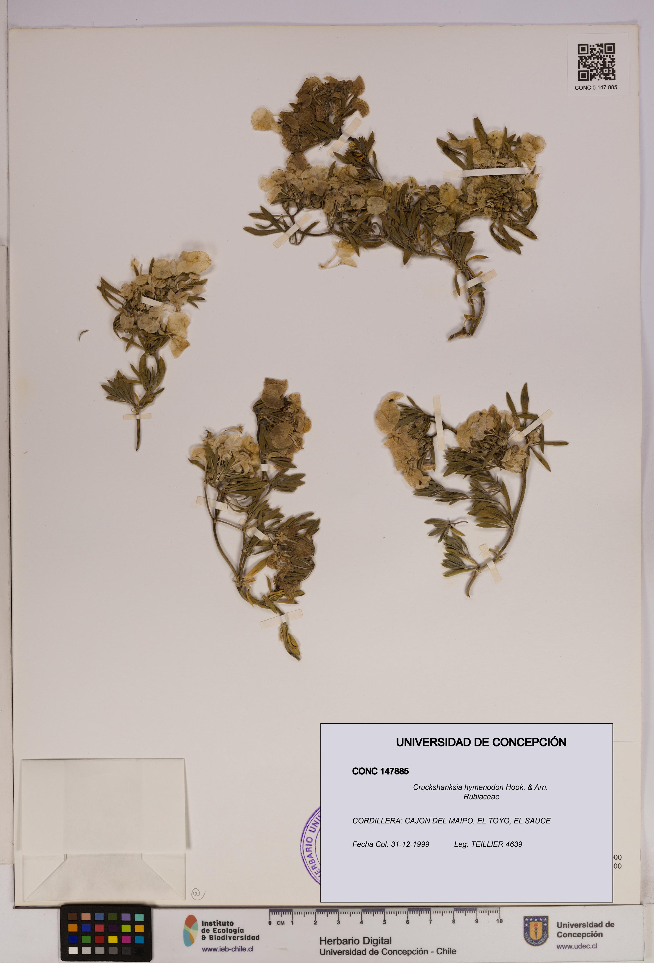 Cruckshanksia hymenodon [Espécimen: UDEC:CONC:0147885]