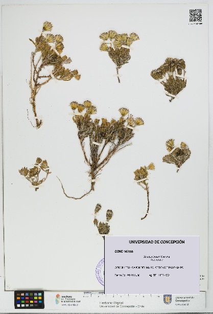 Senecio looseri [Espécimen: UDEC:CONC:0147888]