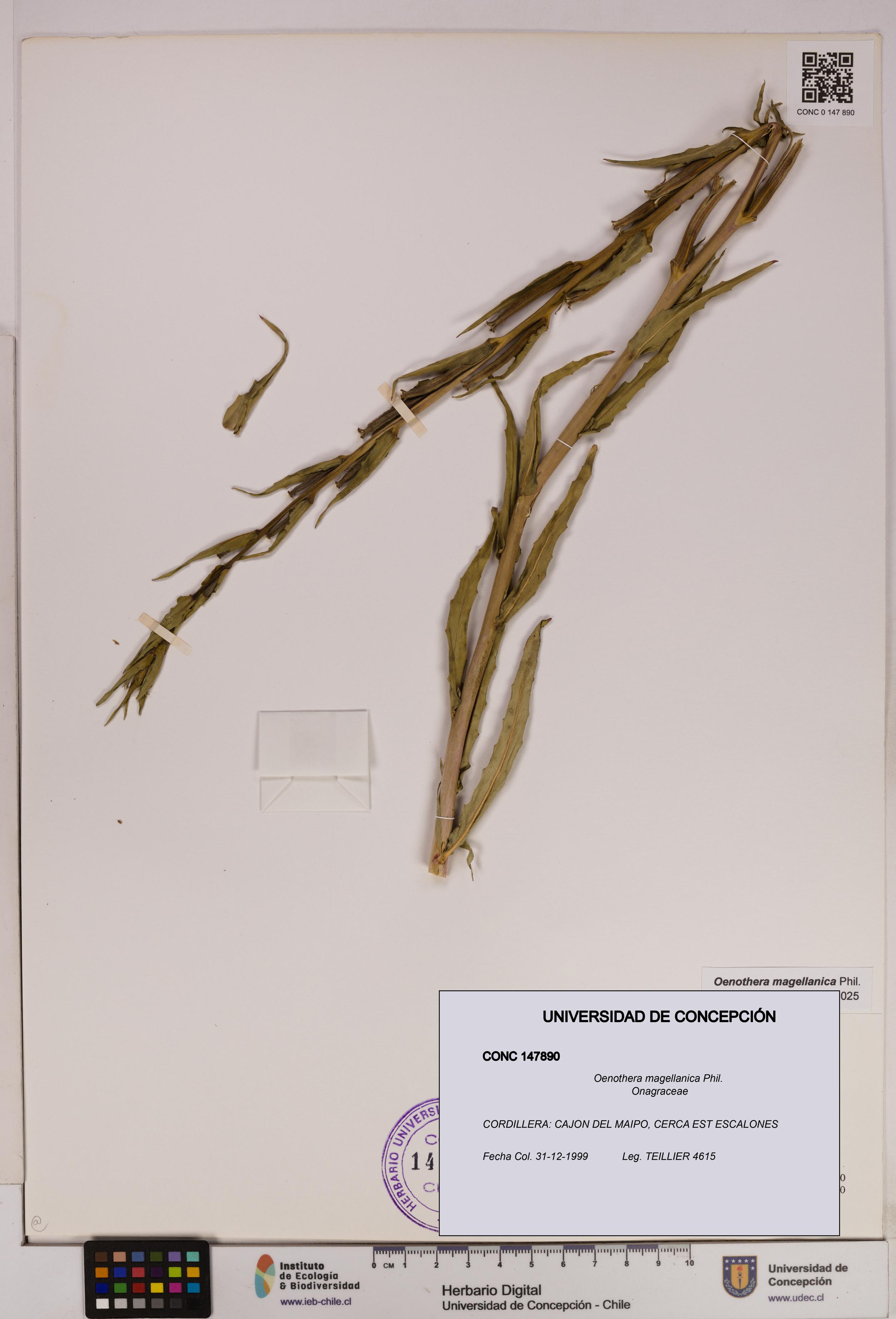 Oenothera magellanica [Espécimen: UDEC:CONC:0147890]