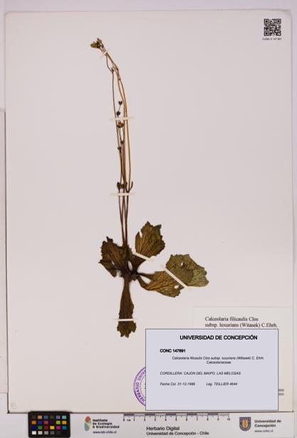 Calceolaria filicaulis [Espécimen: UDEC:CONC:0147891]