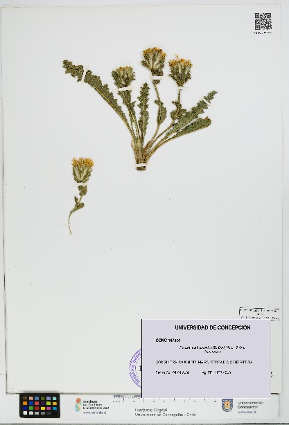 Perezia carthamoides [Espécimen: UDEC:CONC:0147901]