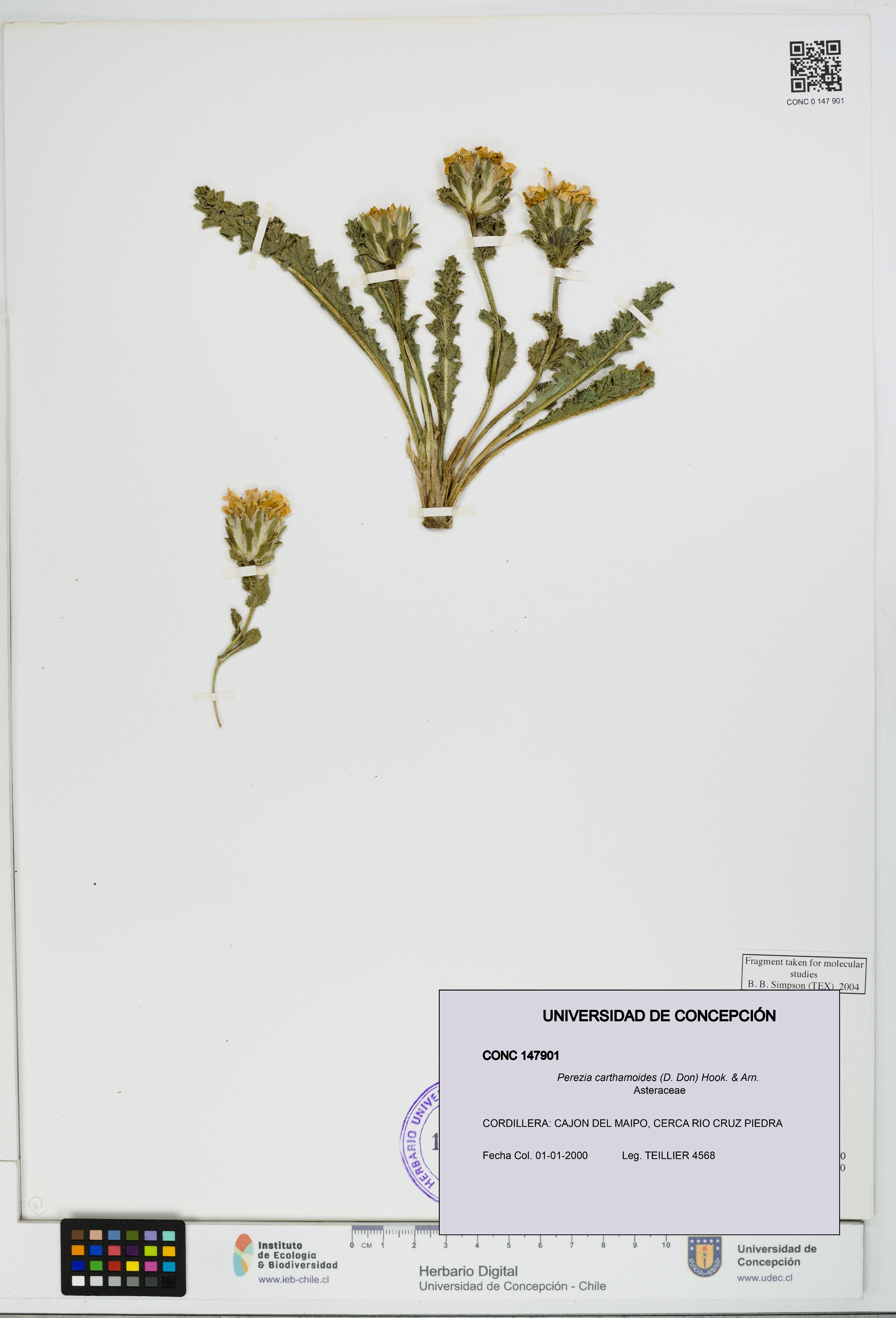 Perezia carthamoides [Espécimen: UDEC:CONC:0147901]