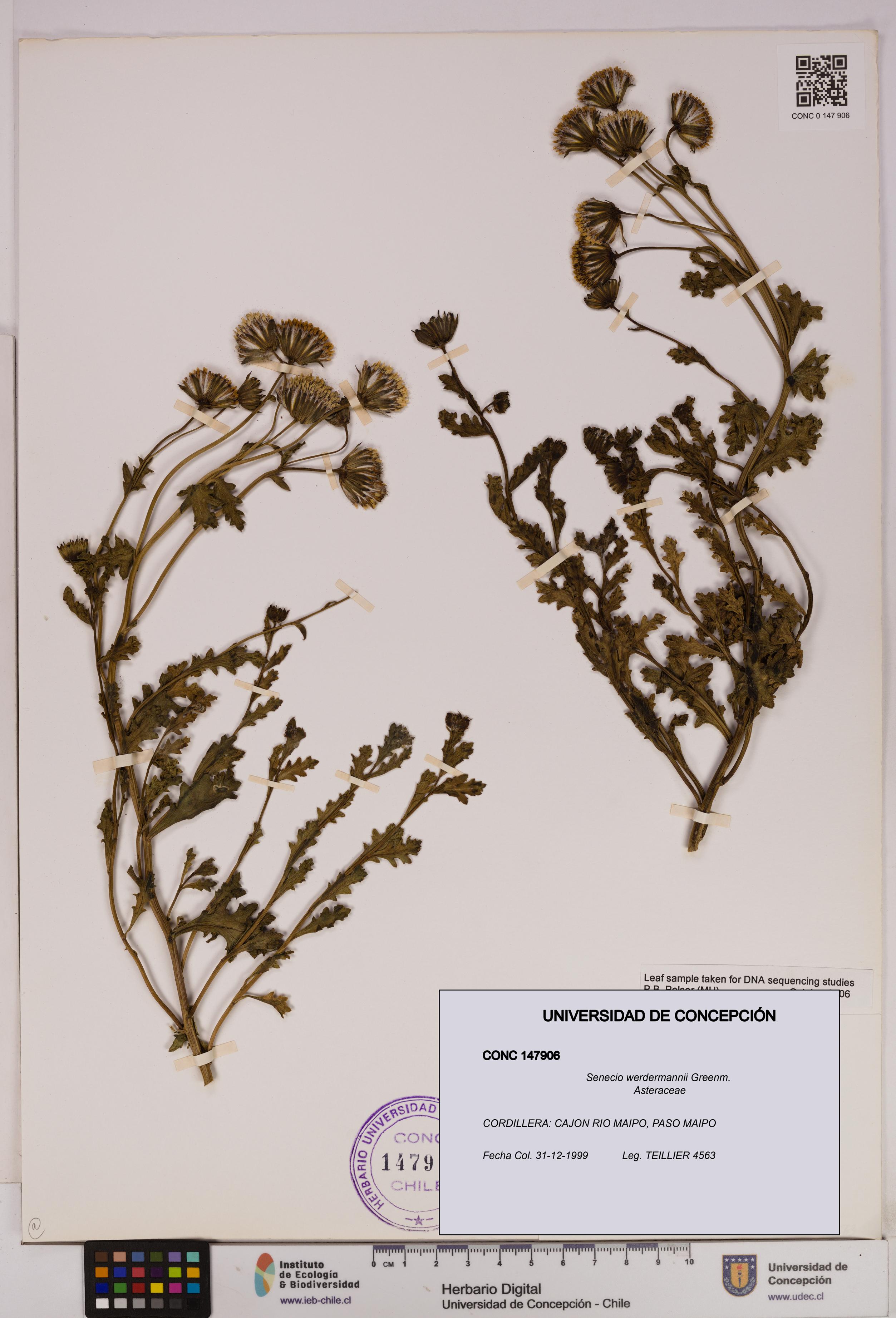 Senecio werdermannii [Espécimen: UDEC:CONC:0147906]