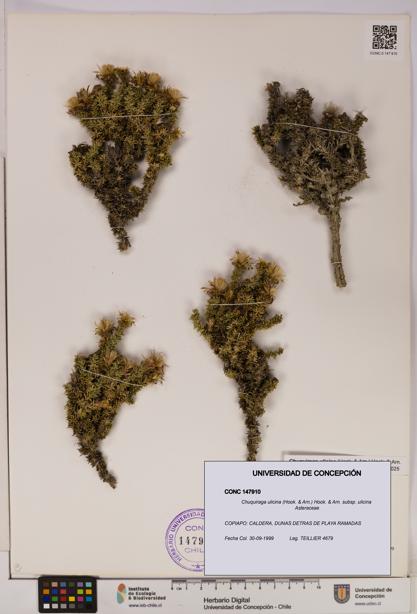 Chuquiraga ulicina subsp. ulicina [Espécimen: UDEC:CONC:0147910]