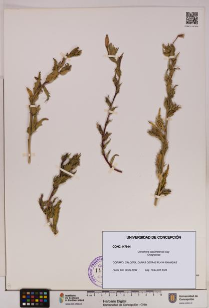 Oenothera coquimbensis [Espécimen: UDEC:CONC:0147914]