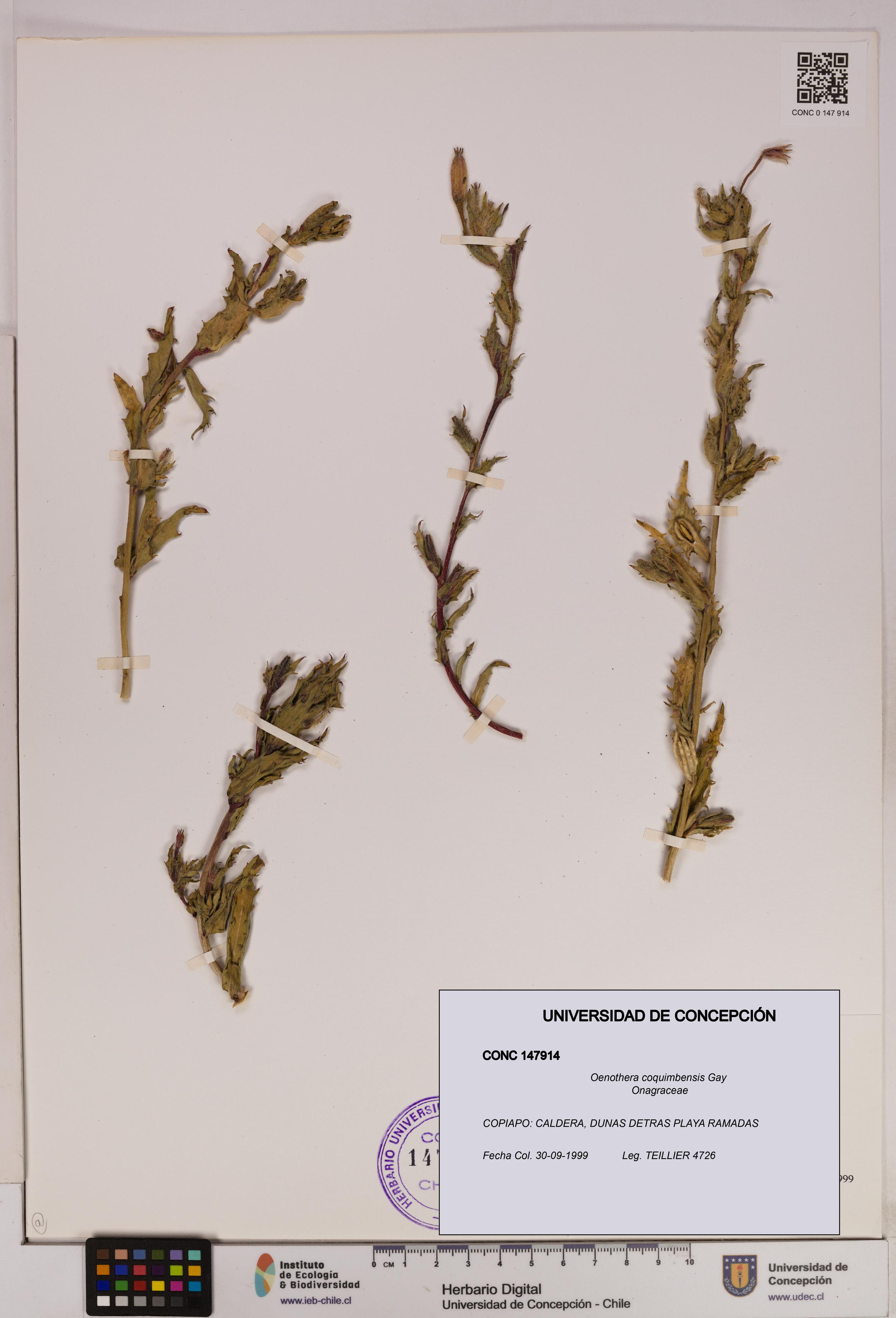 Oenothera coquimbensis [Espécimen: UDEC:CONC:0147914]