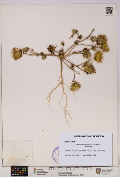 Chaetanthera glabrata [Espécimen: UDEC:CONC:0147929]