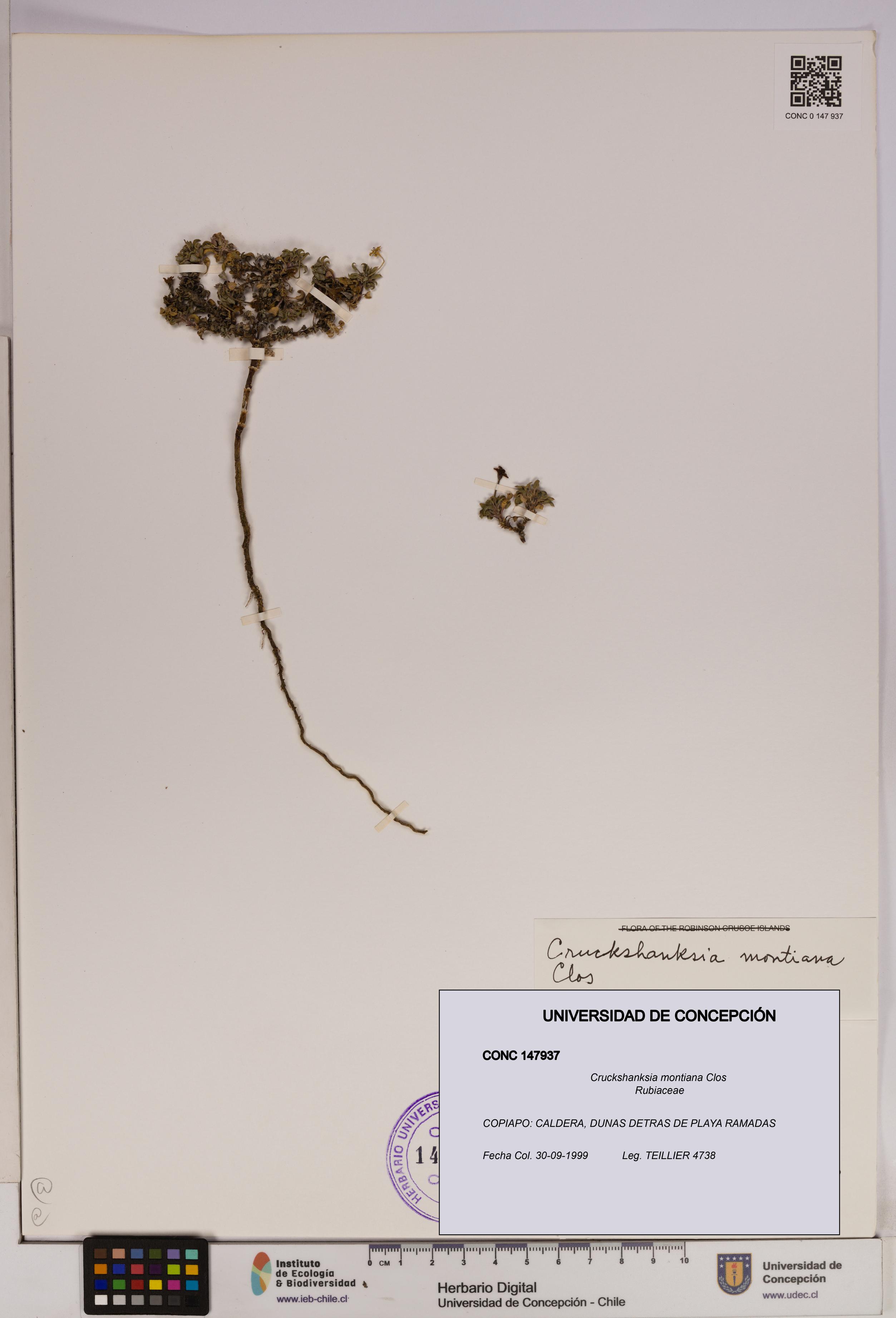 Cruckshanksia montiana [Espécimen: UDEC:CONC:0147937]