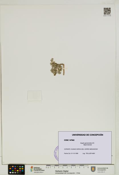 Argylia geranioides [Espécimen: UDEC:CONC:0147942]
