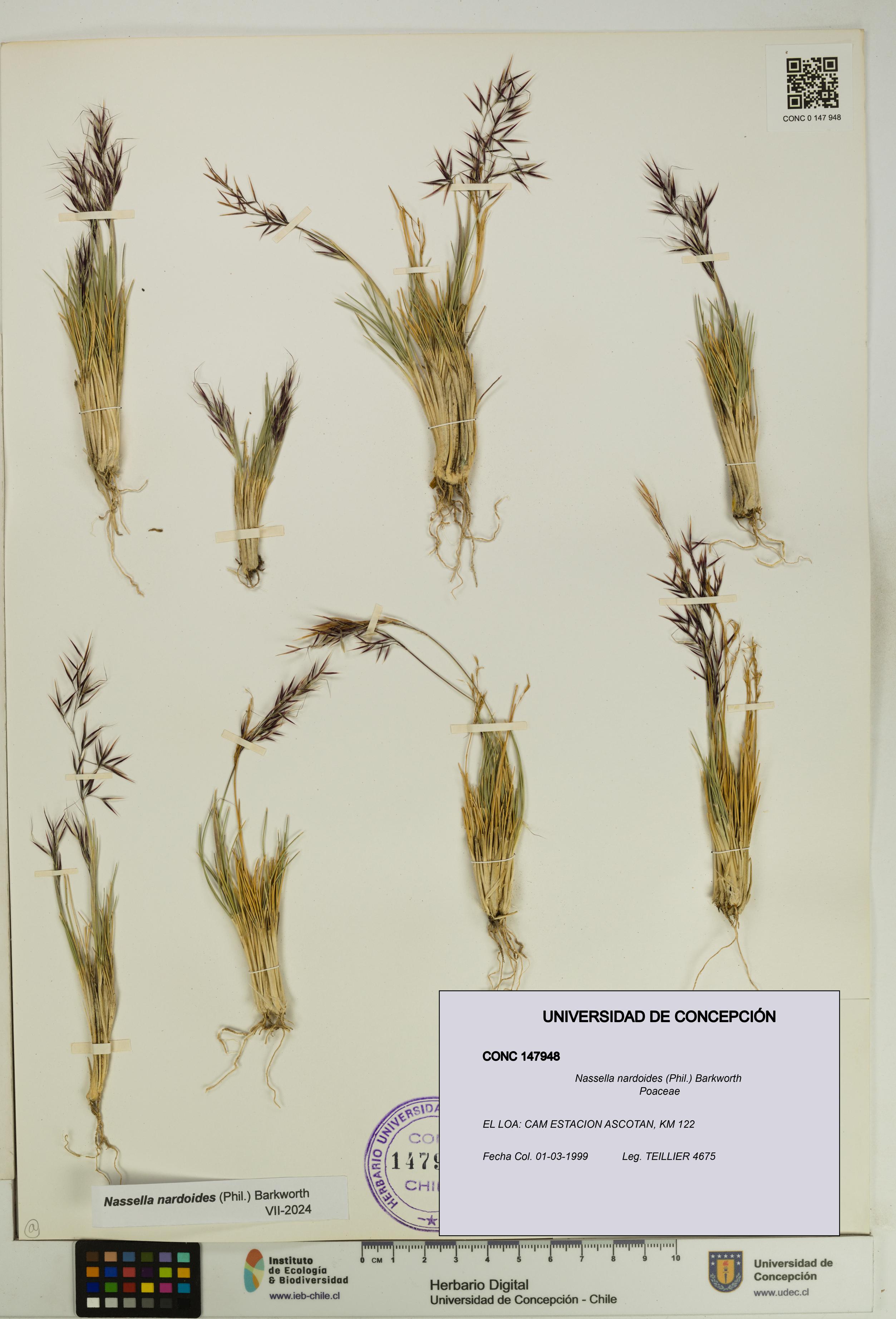Nassella nardoides [Espécimen: UDEC:CONC:0147948]