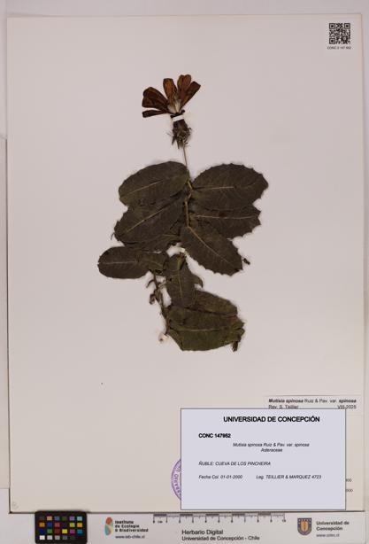 Mutisia spinosa var. spinosa [Espécimen: UDEC:CONC:0147952]