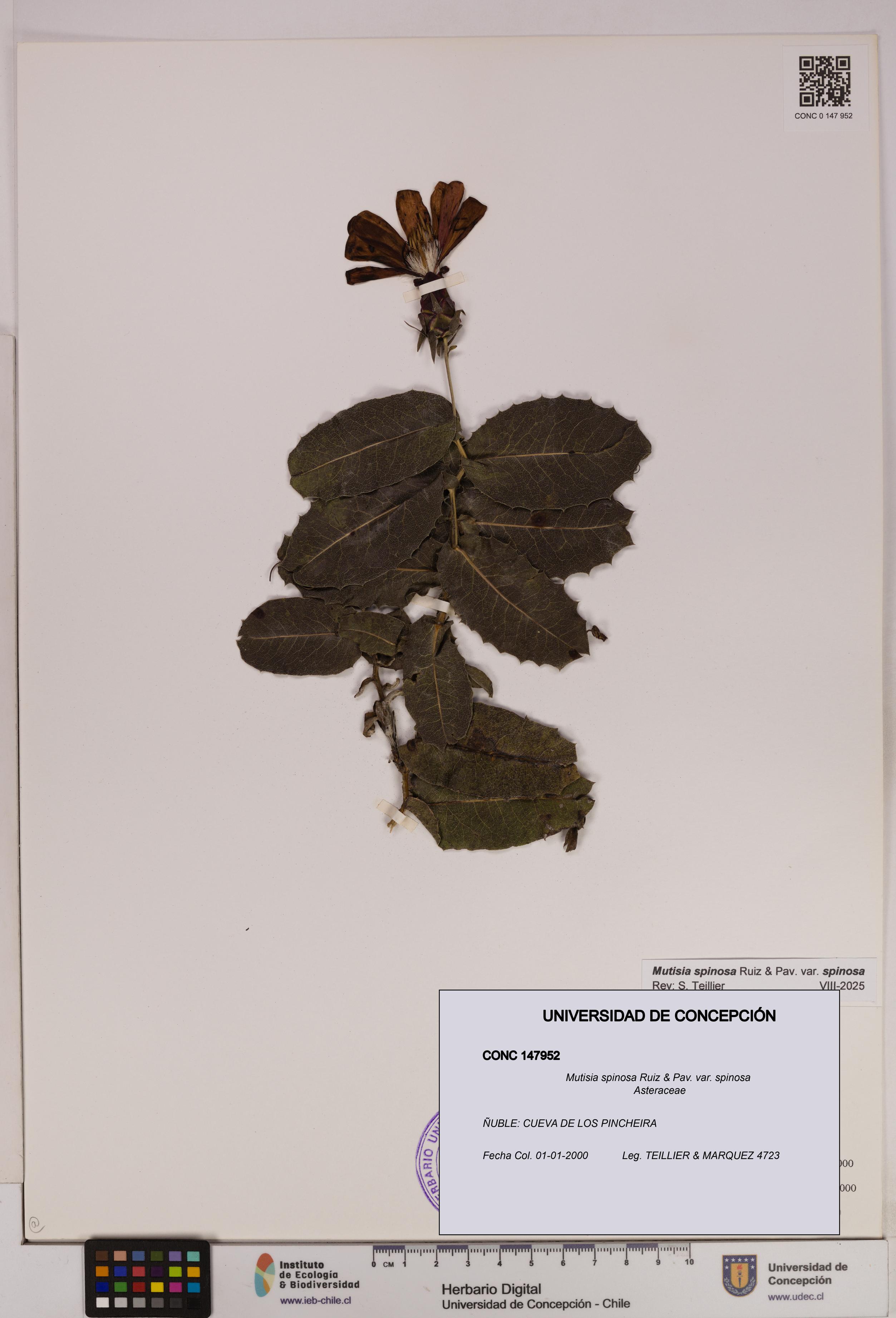 Mutisia spinosa var. spinosa [Espécimen: UDEC:CONC:0147952]