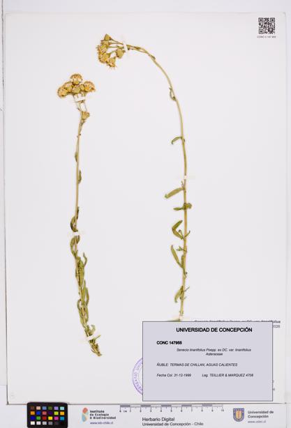 Senecio linariifolius var. linariifolius [Espécimen: ]