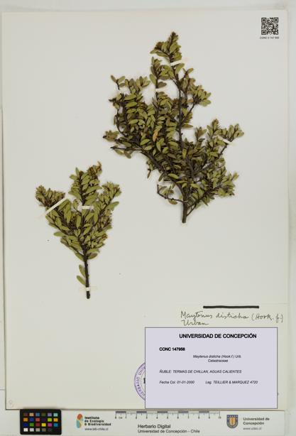 Maytenus disticha [Espécimen: UDEC:CONC:0147956]