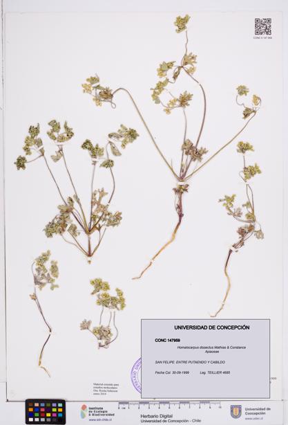 Homalocarpus dissectus [Espécimen: ]