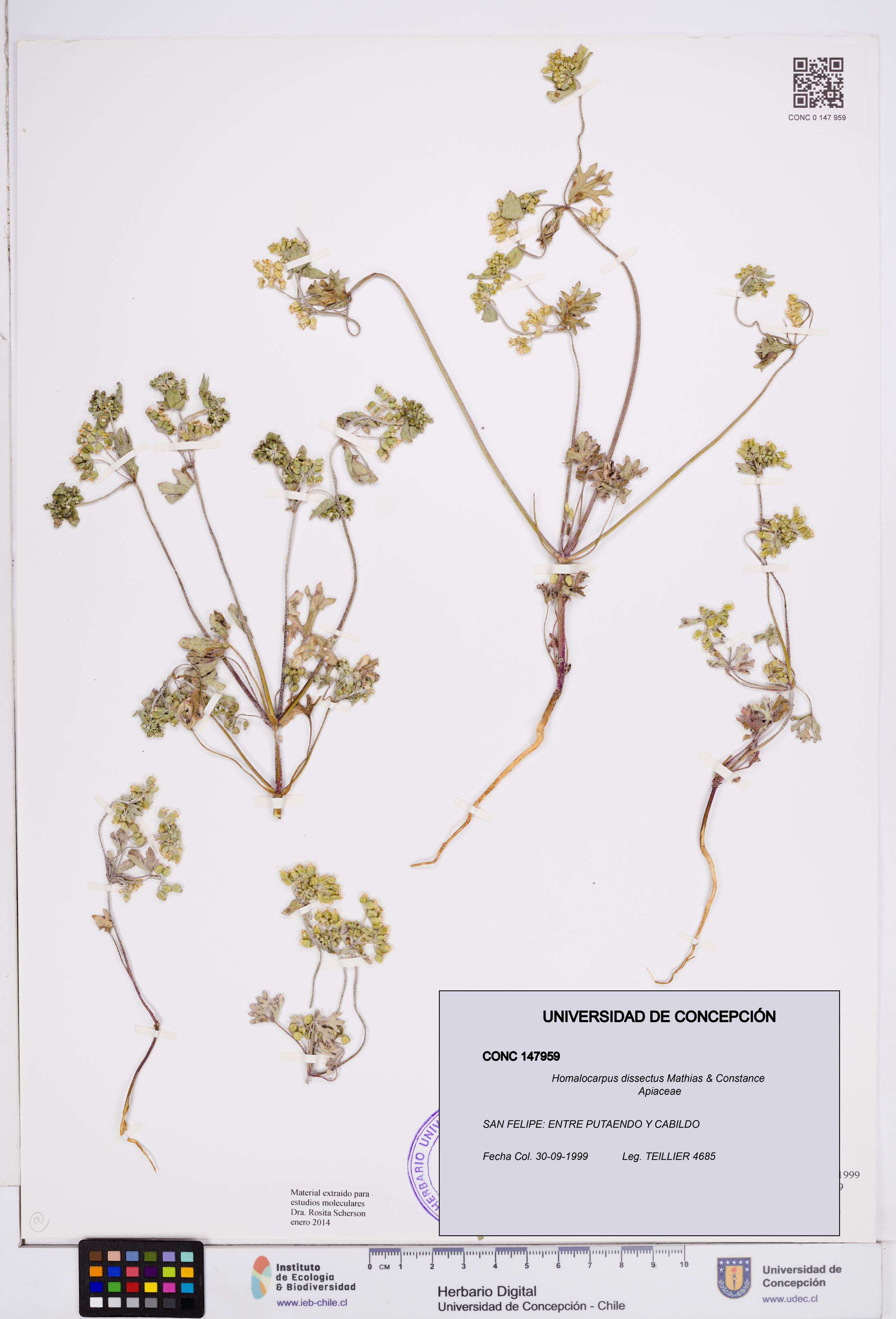 Homalocarpus dissectus [Espécimen: ]