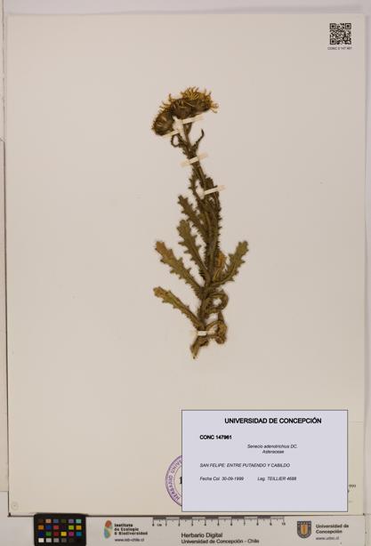 Senecio adenotrichius [Espécimen: UDEC:CONC:0147961]