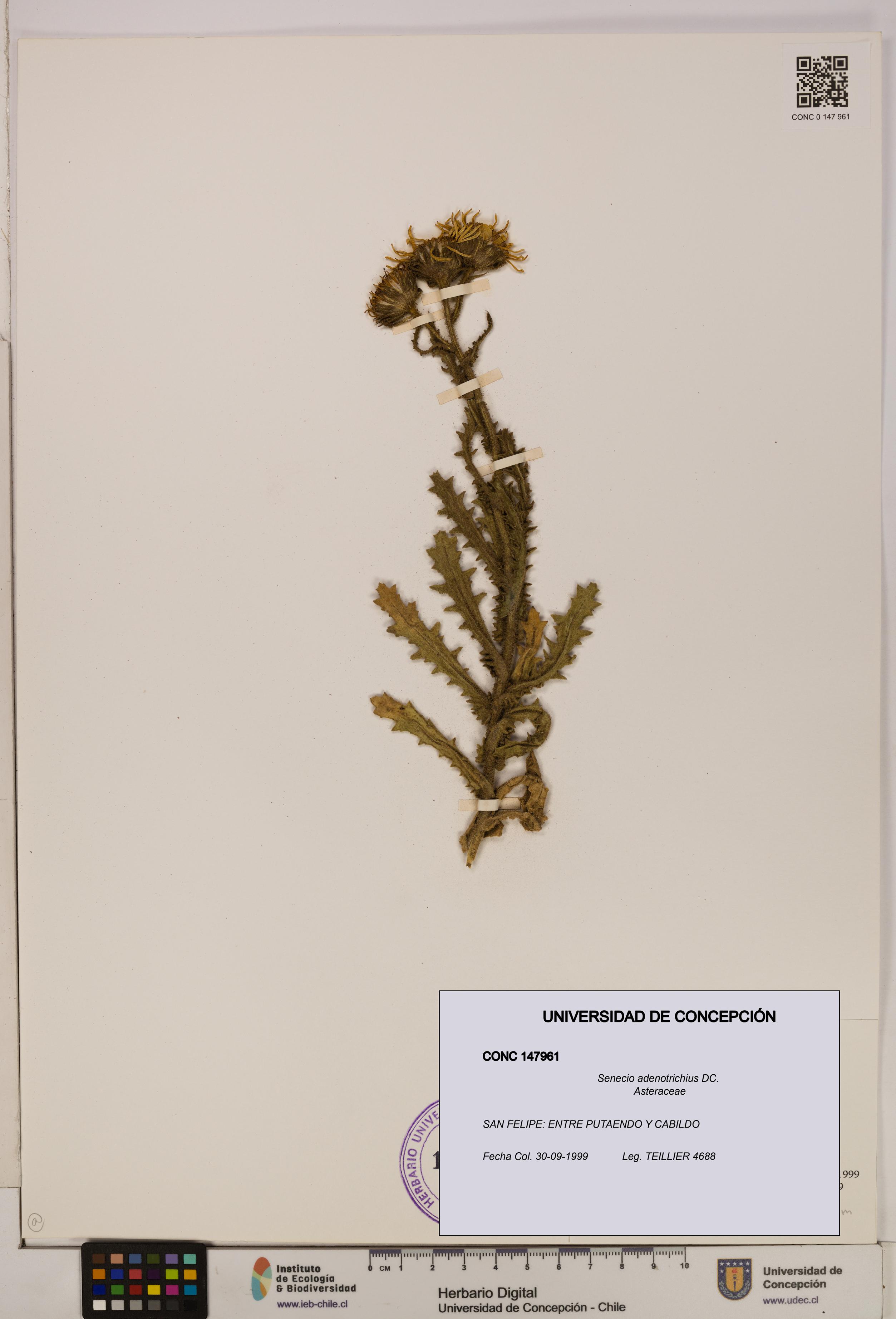 Senecio adenotrichius [Espécimen: UDEC:CONC:0147961]