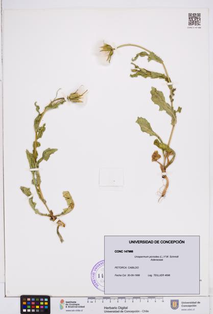Urospermum picroides [Espécimen: ]