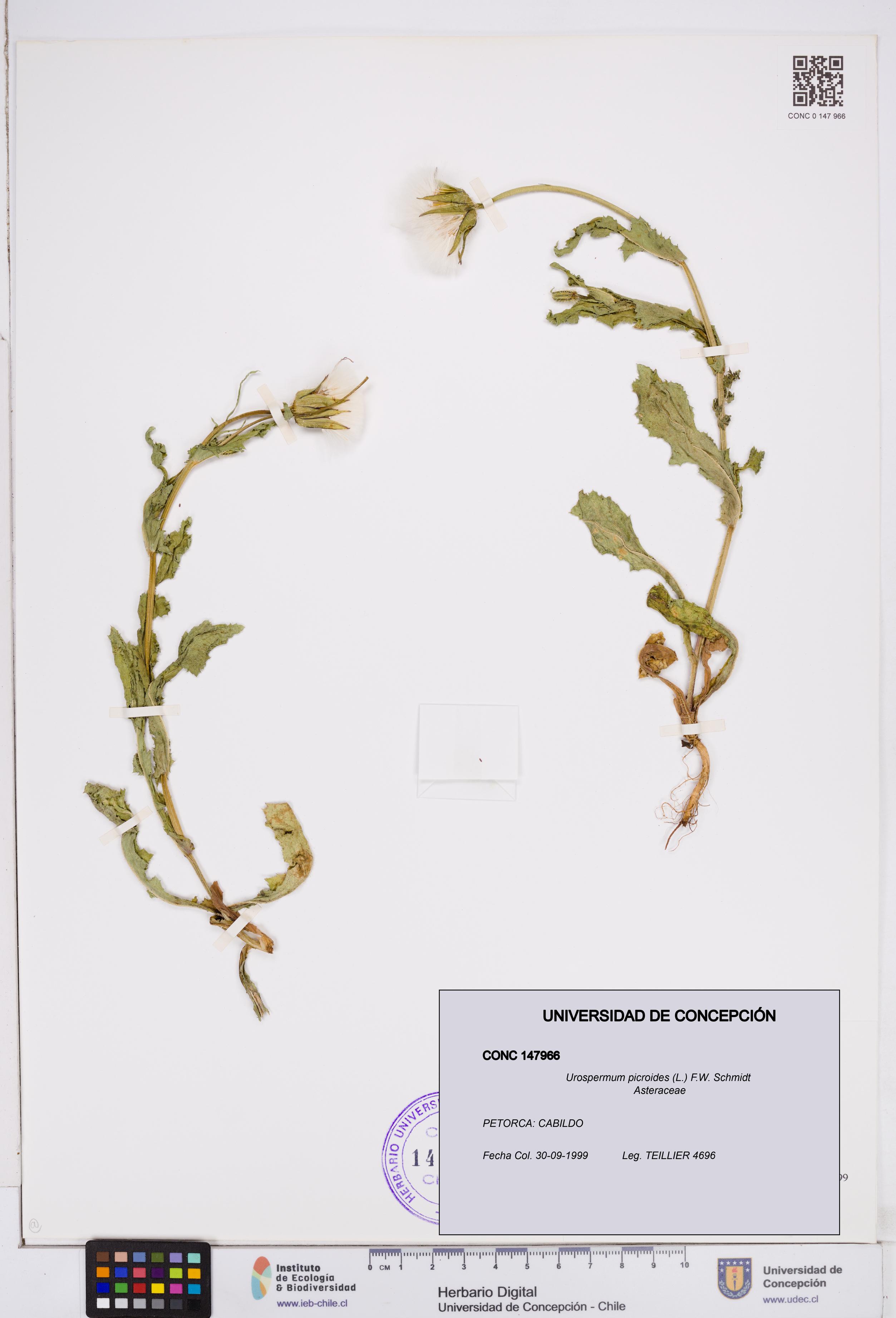 Urospermum picroides [Espécimen: ]