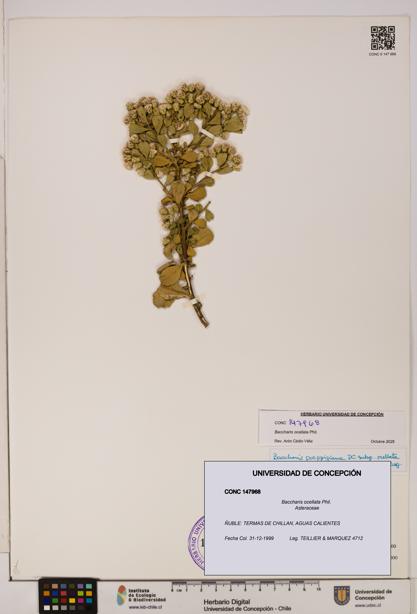 Baccharis ocellata [Espécimen: UDEC:CONC:0147968]